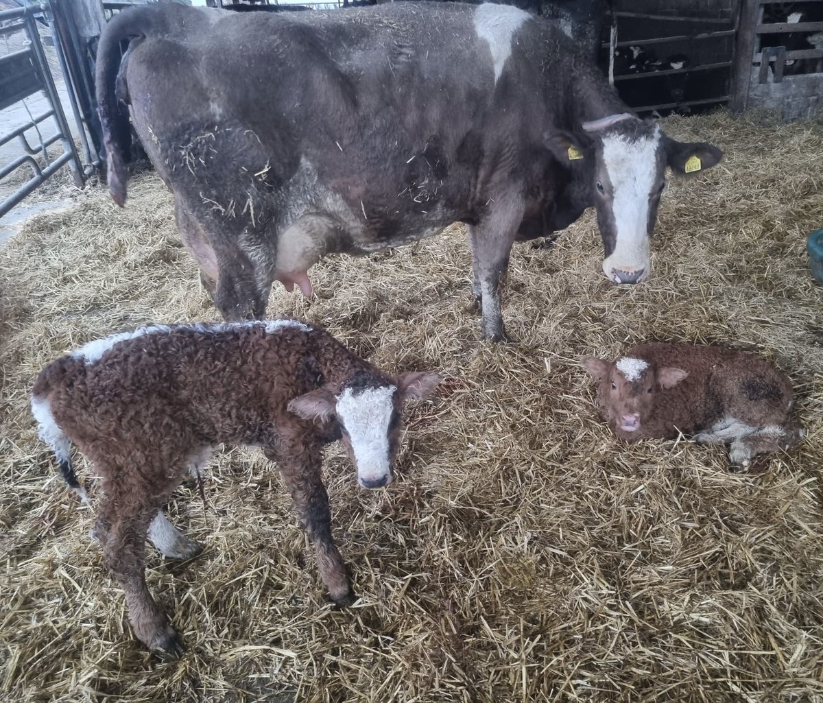 olenehan89's tweet photo. Twins to start the year off 🤩 https://t.co/vqywBHsli7