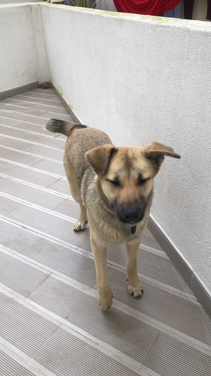 sscorpiogang's tweet photo. Para adoção responsável!! 
Apesar de ter sido abandonado continua sorridente e brincalhão! Levamos a qualquer zona do país. Ele merece uma oportunidade 🖤 https://t.co/l4NTZFGIkq