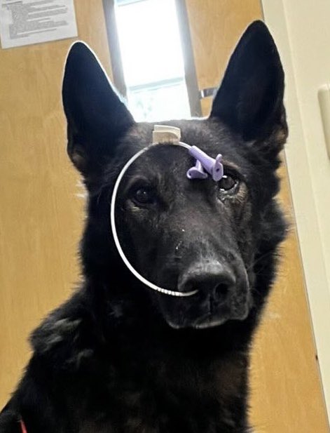 Love4PoliceDogs's tweet image. K9 fam! Update on Retired K9 Rogue: he’s been recovering &amp;amp; doing well at home! I’m hoping to help some towards his family’s surgery costs because it was a doozy. (Read more at the link below).  Please share.. every repost counts! Thank you! 
gofundme.com/f/retired-k9-r…