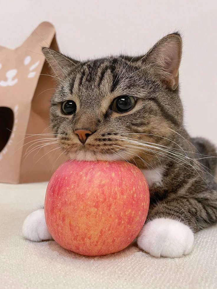 DontShowYourCat's tweet photo. Good Apple https://t.co/7vRwbi7DWp