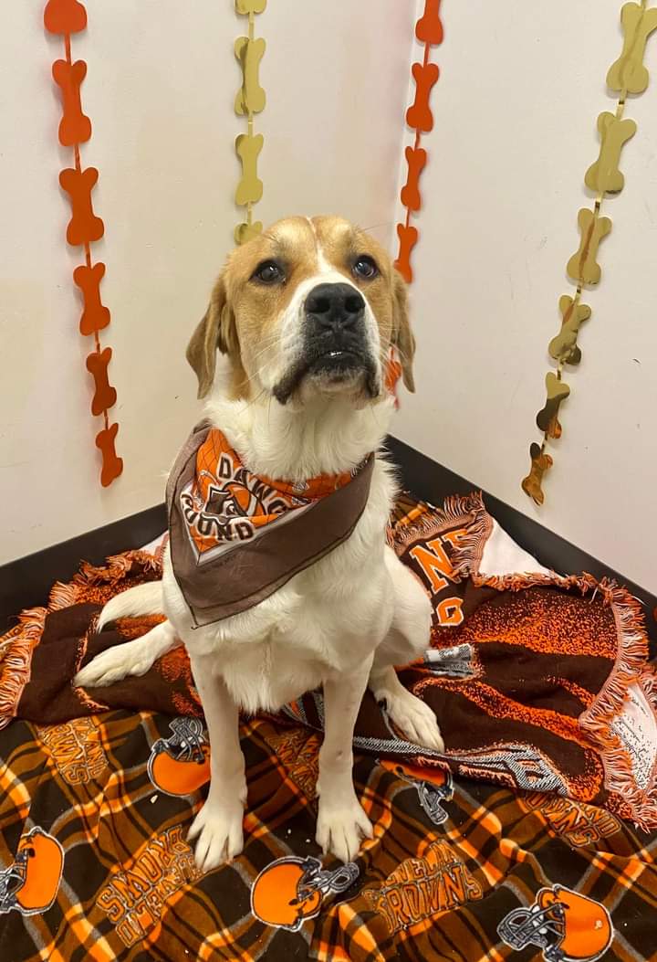 KarenSConniff's tweet photo. #Bitonio #CLE #OH #ADOPT Hi! My name is Bitonio! I'm about 3 years old. I am a sweet happy pup! I am looking for my forever home so if you think I may be your new best friend, please visit the website to request a meet: https://t.co/ZAE4iWeR14 https://t.co/IIB6FbCHnq