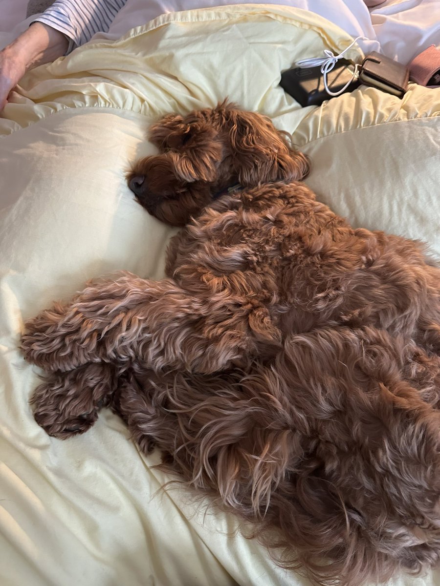 ClareShortt's tweet photo. @PetplanUK my 3 year old dog (with no claims) renewal premium has gone up by £150 to £850!!! That’s a HUGE increase. It seems a little excessive for such a young dog, no? https://t.co/7NwLxiaNBh
