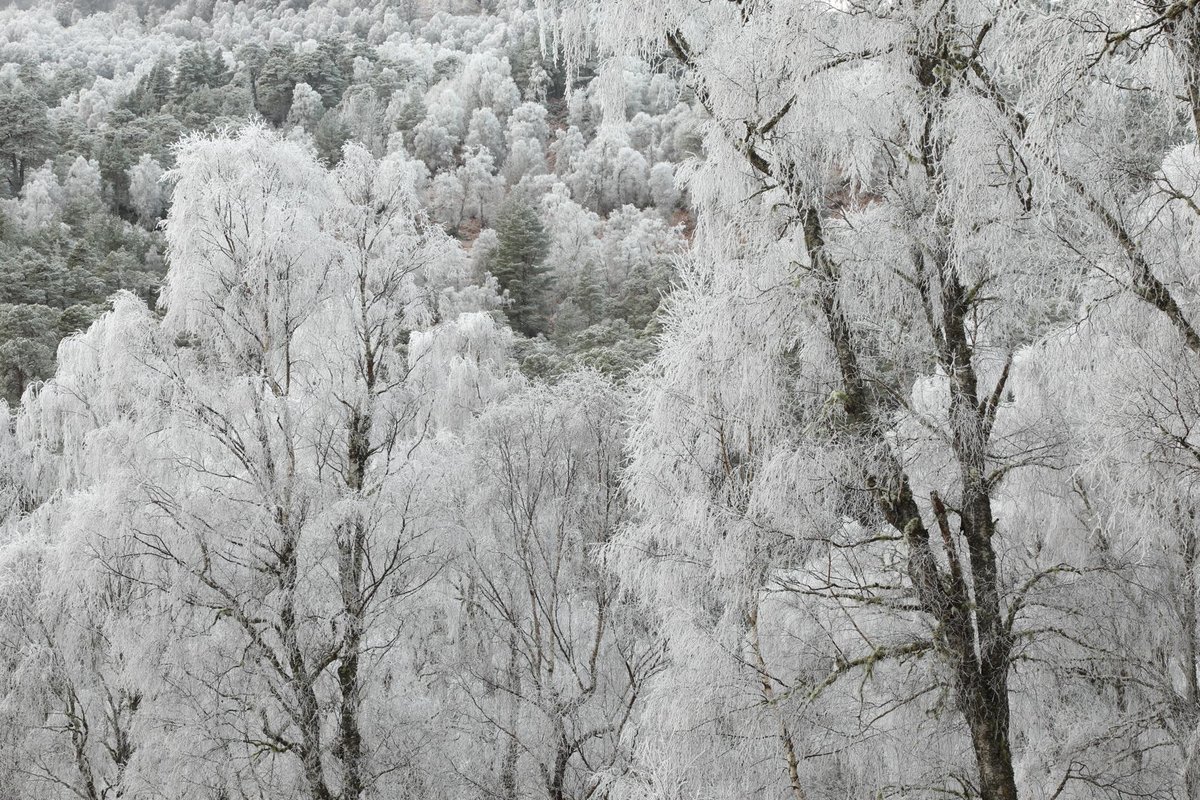 Alan Watson Featherstone tweet media