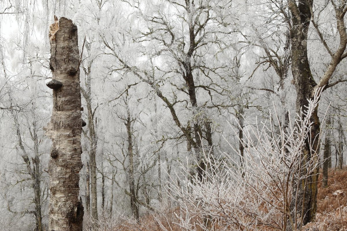 Alan Watson Featherstone tweet media