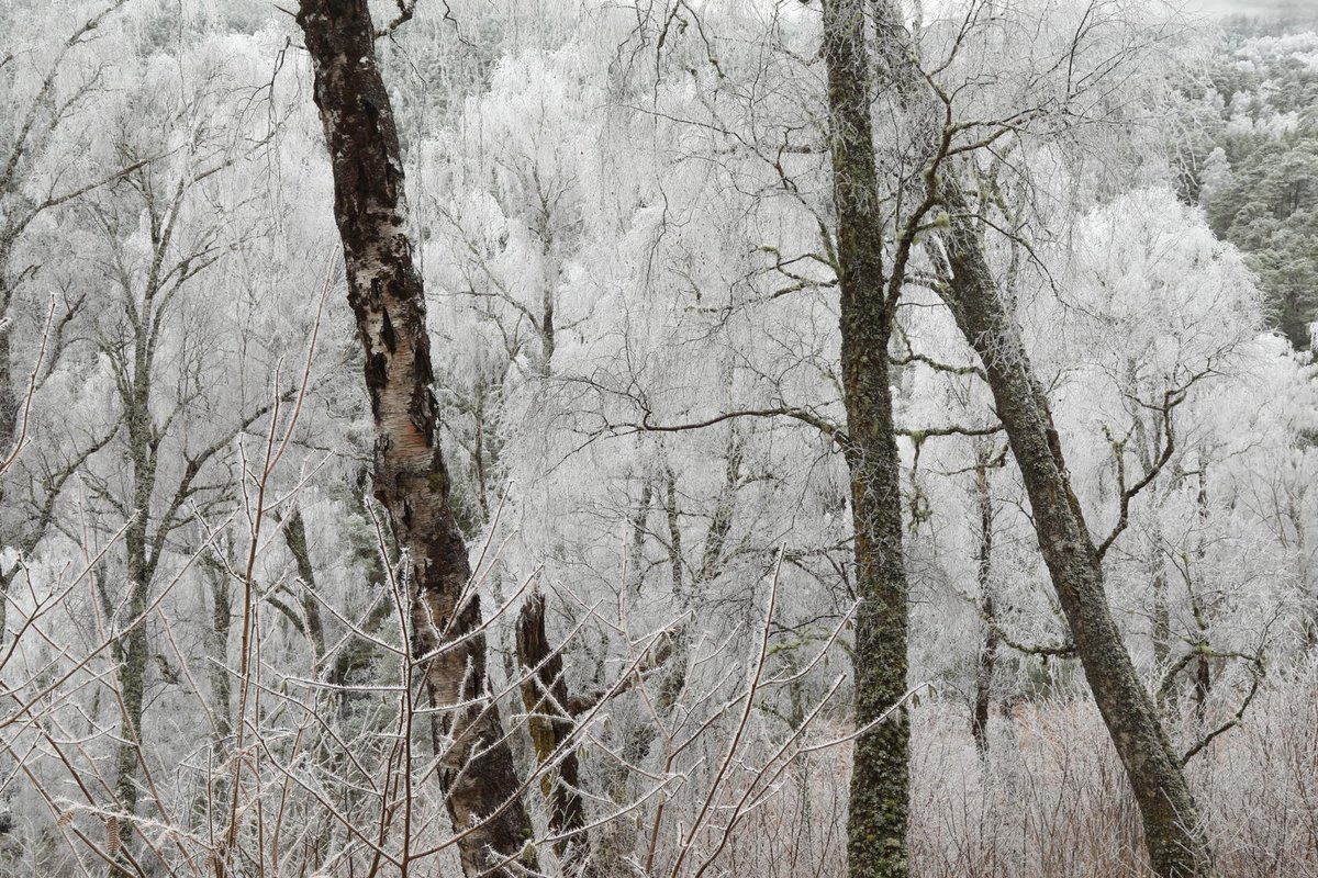 Alan Watson Featherstone tweet media