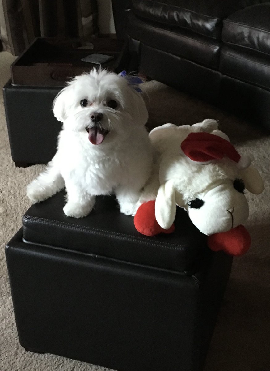 mbfanforever's tweet photo. @MarkLender1970 I am so sorry for your loss.🐶❤️🌈
I know what you are feeling, we had to put our precious Shelby down a week before Christmas. We miss her everyday🐶🩷🌈🩷🐶 https://t.co/jkCEHeKHVM