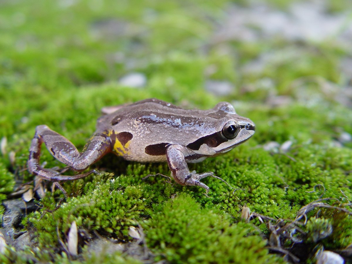 thejonesctr's tweet photo. Many of our Southeastern amphibians, like this ornate chorus frog, are benefitting from yesterday's downpour as their winter breeding habitat, seasonal wetlands, are now holding water in many areas. #seasonalwetland #chorusfrog #amphibians https://t.co/WrgaNDbxoF