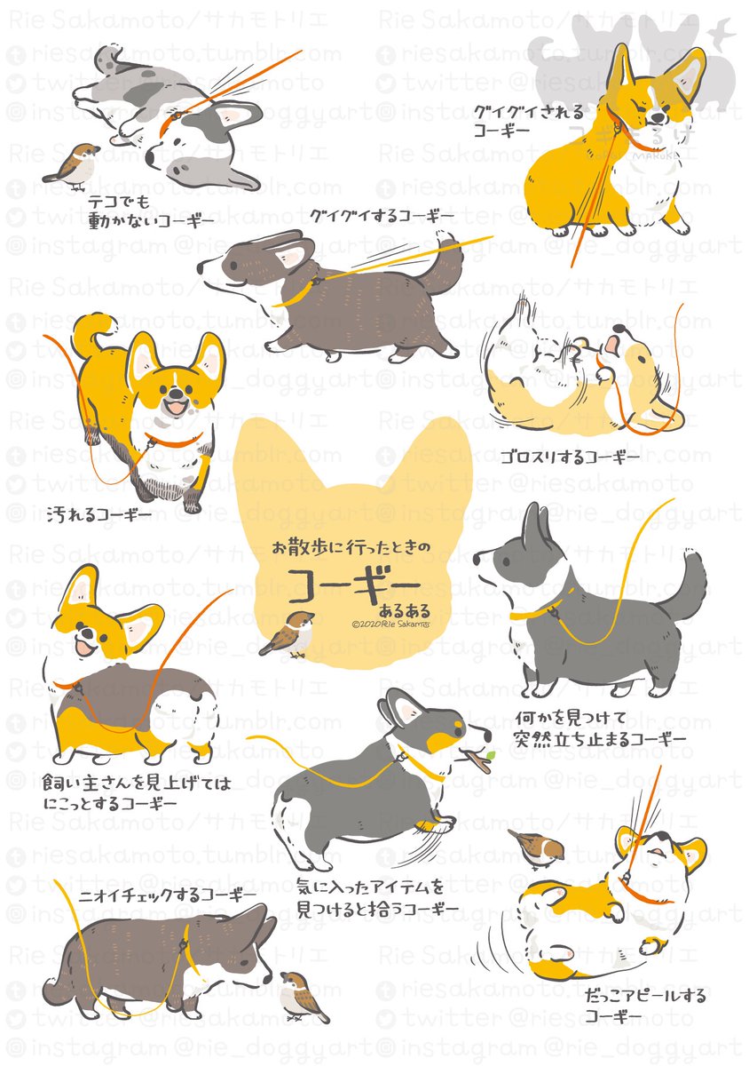 ワンワンワンの日のコーギーあるある
#ワンワンワンの日 