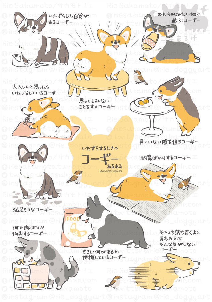 ワンワンワンの日のコーギーあるある
#ワンワンワンの日 