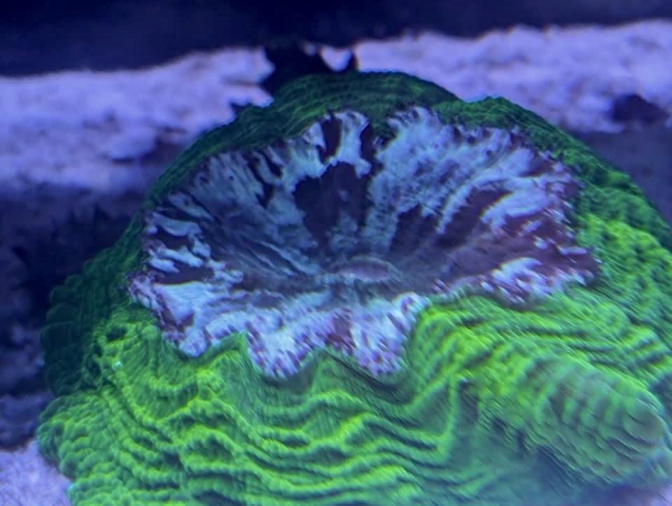aqlaquarium's tweet image. Hungry hungry corals! 
We love to feed in the morning!
We have hundreds of beautiful frags and colonies of all kinds to choose from! 
Aqua Life Aquarium 
4505 Granite Dr 
Rocklin Calif 
(916)652-0548 
#FishTanks #reeftanksofinstagram# #reefaquarium #coralfrags