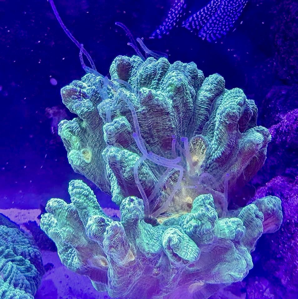 aqlaquarium's tweet image. Hungry hungry corals! 
We love to feed in the morning!
We have hundreds of beautiful frags and colonies of all kinds to choose from! 
Aqua Life Aquarium 
4505 Granite Dr 
Rocklin Calif 
(916)652-0548 
#FishTanks #reeftanksofinstagram# #reefaquarium #coralfrags