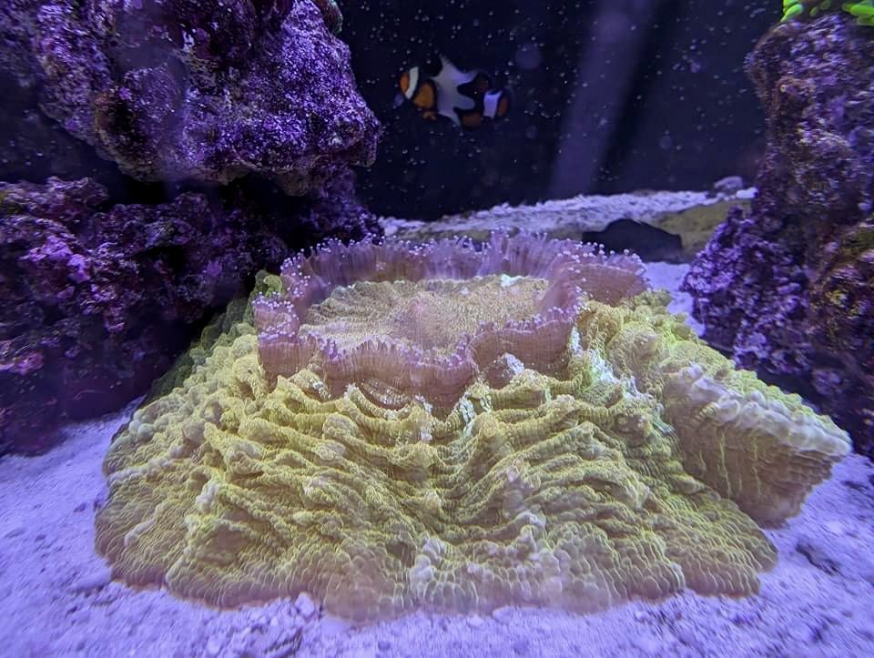 aqlaquarium's tweet image. Hungry hungry corals! 
We love to feed in the morning!
We have hundreds of beautiful frags and colonies of all kinds to choose from! 
Aqua Life Aquarium 
4505 Granite Dr 
Rocklin Calif 
(916)652-0548 
#FishTanks #reeftanksofinstagram# #reefaquarium #coralfrags