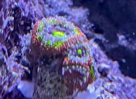 aqlaquarium's tweet image. Hungry hungry corals! 
We love to feed in the morning!
We have hundreds of beautiful frags and colonies of all kinds to choose from! 
Aqua Life Aquarium 
4505 Granite Dr 
Rocklin Calif 
(916)652-0548 
#FishTanks #reeftanksofinstagram# #reefaquarium #coralfrags