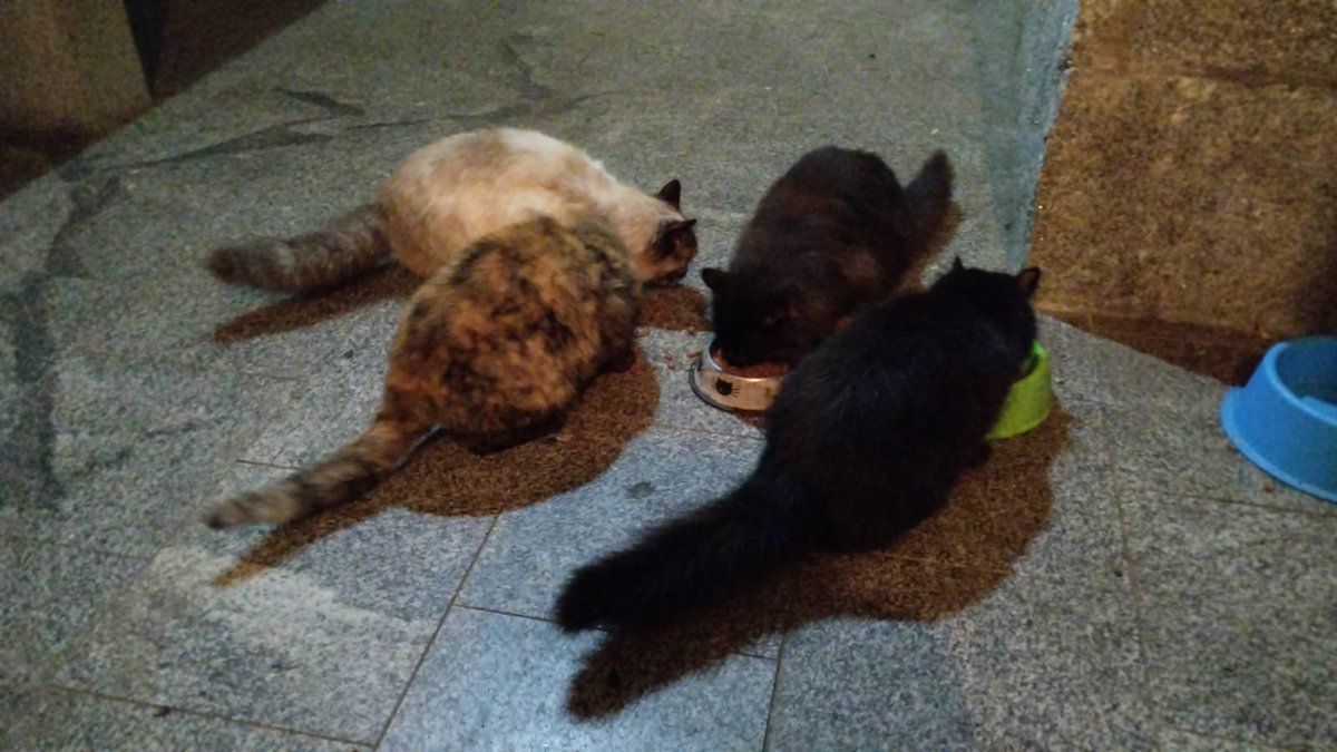 Gatitas fofonas comiendo ordenadamente 🥰