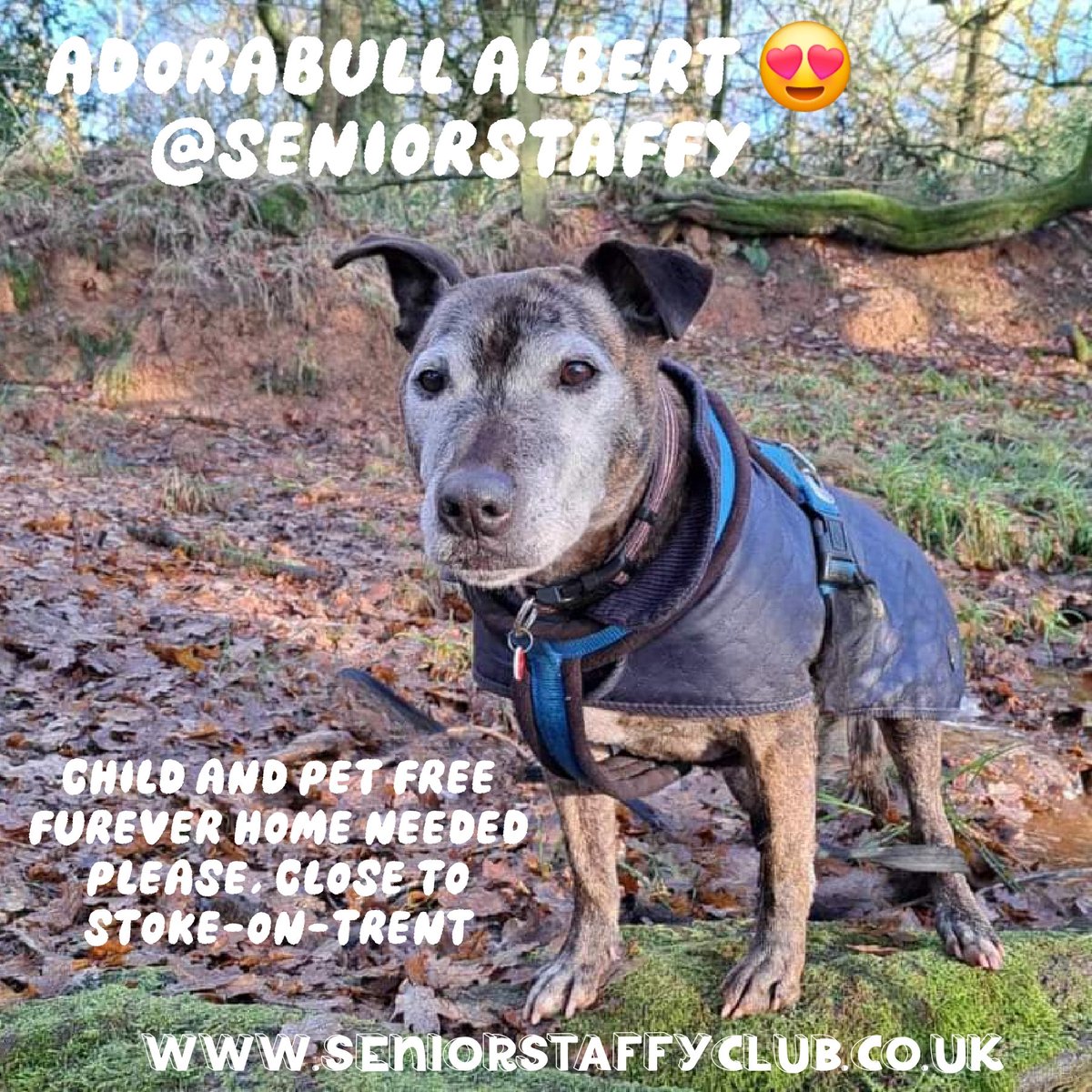 Hello...is it me you're looking for??
seniorstaffyclub.co.uk/adopt-a-staffy… ♥️ #TeamZay #AdoptDontShop #rescue #dogs #stokeontrent