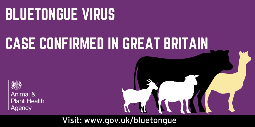 Two further cases of #bluetongue have been confirmed within the north-east Kent and Norfolk Temporary Control Zones. Livestock keepers must remain vigilant &amp; follow the animal movement restrictions. See GOV.UK for more info: gov.uk/bluetongue