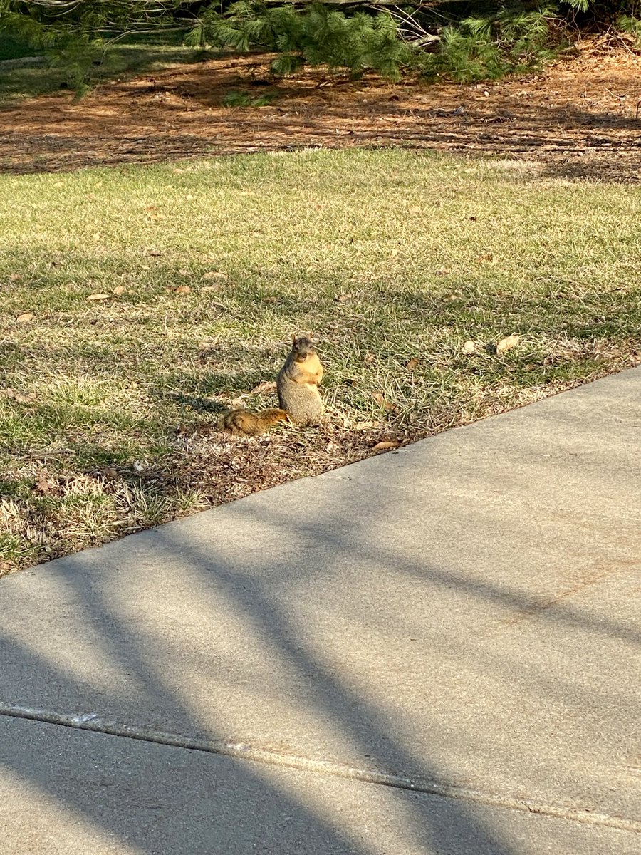 I saw the sun peak out, so I seized the moment and took my daily lap around campus. It seems like it’s the week of wildlife encounters @UISedu . I asked this little guy to share his lunch with me, but he wasn’t having any of it.