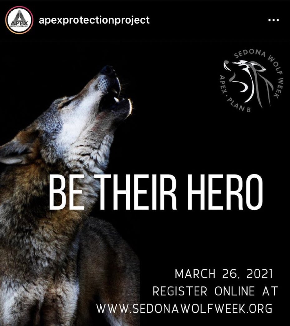 Be their HERO! Wolves still need your HELP @SethGreen Happy 50th Thank you for being a strong supporter of Apex Protection Project #relistwolves #MT #ID #WY APEX Pack raffle Apex Forever Home Hollywood Vacation Sweepstakes protectionproject.org