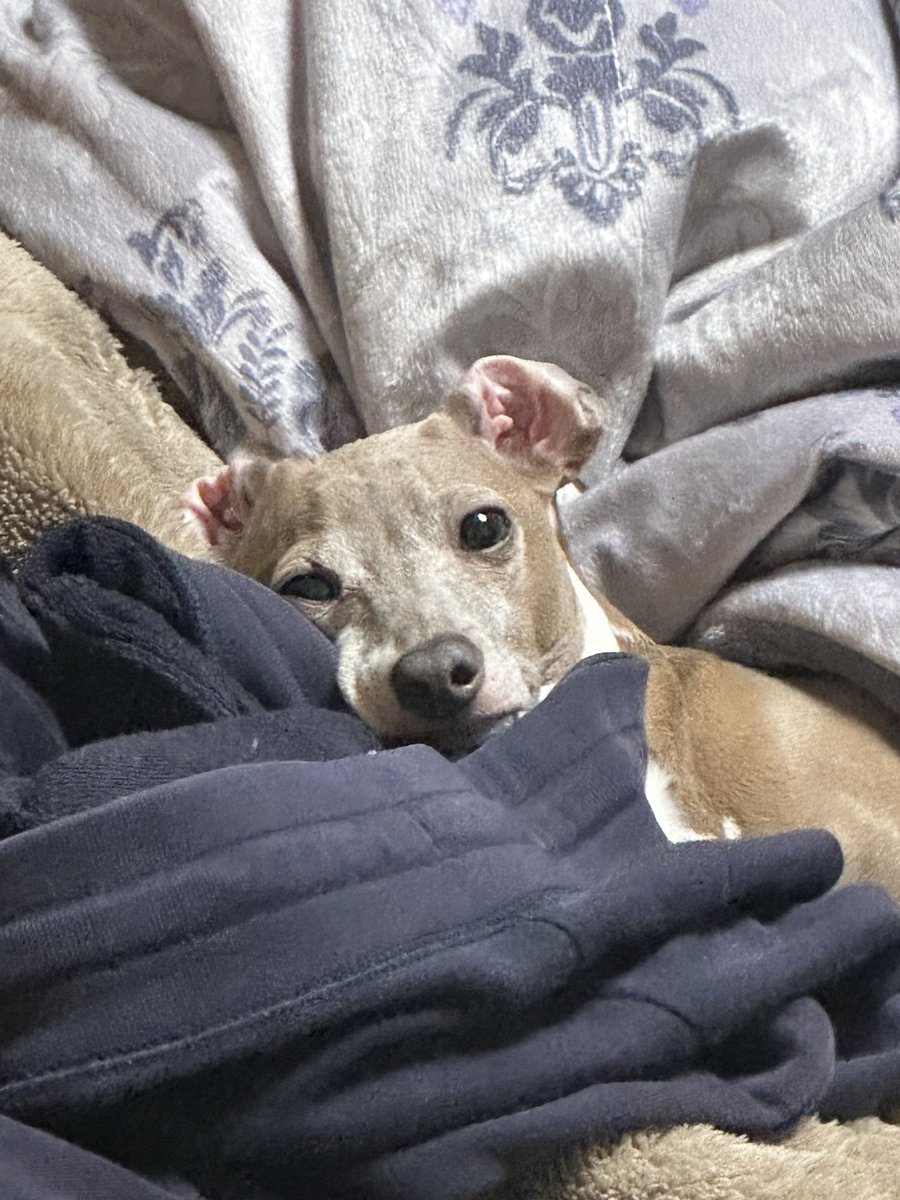 TwoItalianGrey's tweet image. 会社から帰って来たら、私のスエットに乗っかってましたo(^▽^)o

本人多分、暇だったんじゃーって気分❤︎

#イタグレ