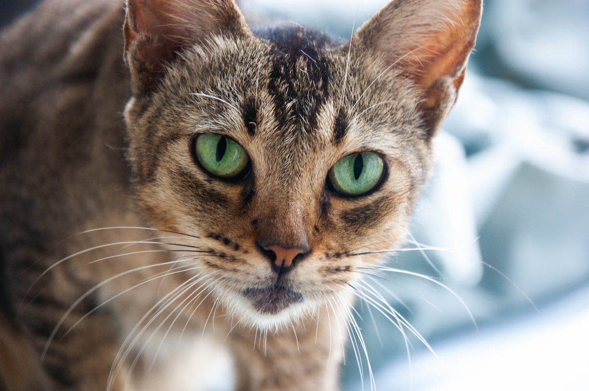 CasiPitik's tweet photo. Cat Eyes

📷Nikon D40 #casipitik #catphotography #nikonD40 https://t.co/Wvsmndfgzy