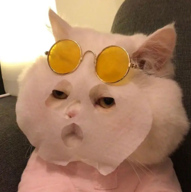 glpets's tweet photo. little milk cat https://t.co/iwtHNLurz0