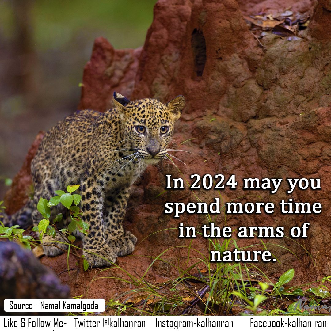 In 2024 may you spend more time in the arms of nature.
#LKA #SriLanka #srilankansafari #travelsrilanka #srilankanwildlife #leopardstudy #lenscoat #leopard #srilankanleopard #leopardsofwilpattu #nature 
x.com/Namalkamalgoda…