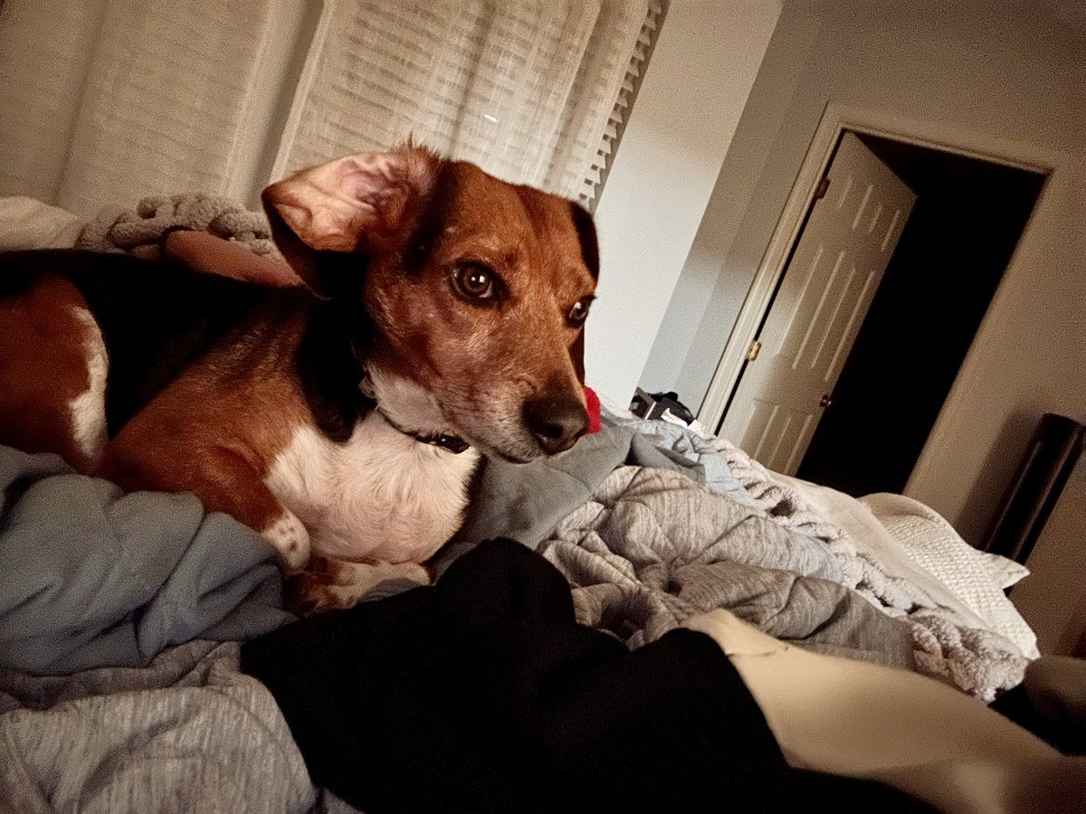 Did I hear a snack?? Super treat ear activated!