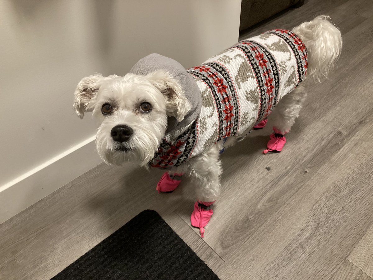 TomRoulston's tweet photo. Molly reminding everyone to stay warm in this prairie snow and cold. ❄️ ⛄️#Winter https://t.co/MkzQZXY2Sr