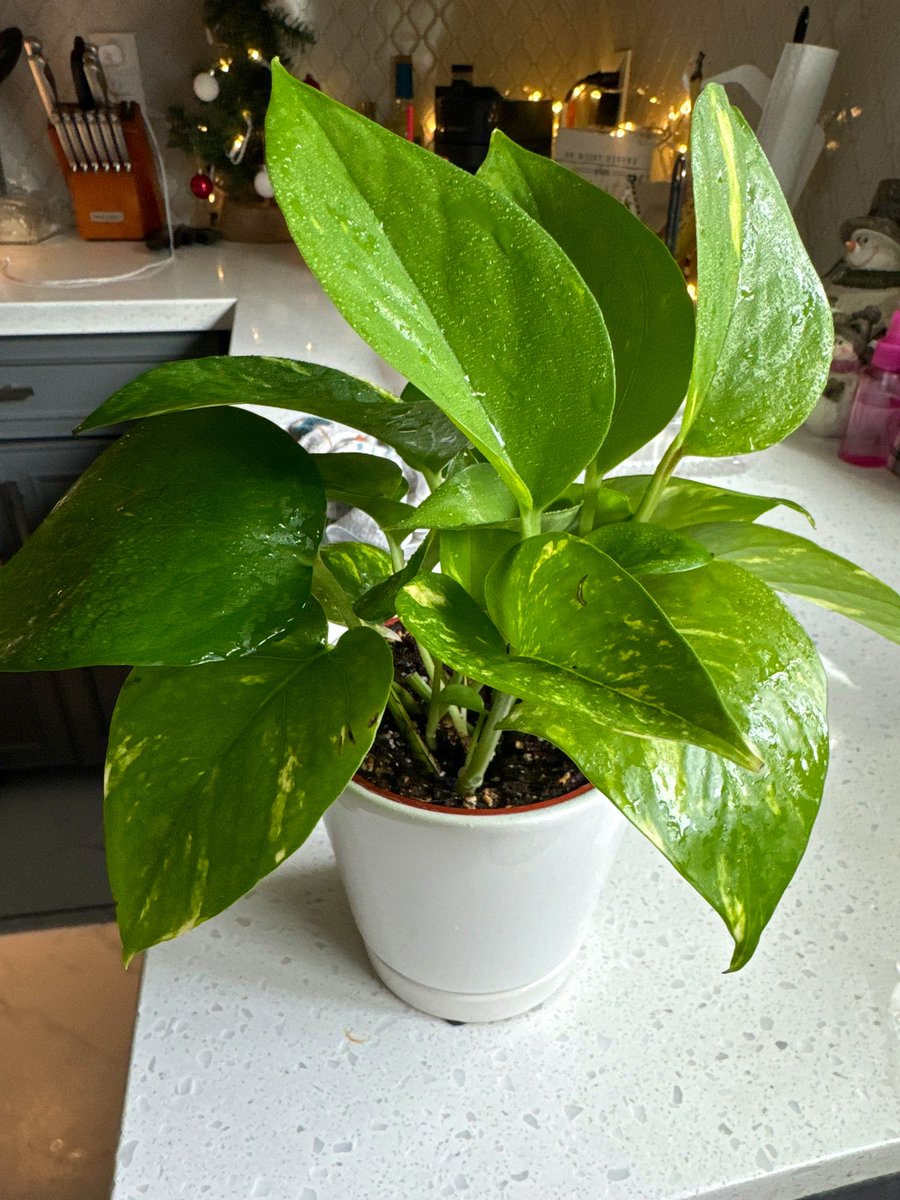 AT & T Cerritos Pride (@ert_cares) on Twitter photo Aliyah is sharing her beautiful house plants, the one in the blue pot was a gift from her peer Danyell 🪴🎍🍃🎍💚 @GarciaBeProud <a href="/LifeAtATT/">Life at AT&T</a> #GrowthWithRespect #GWR #LifeAtAtt #ERT <a href="/Nicole_Ra4t/">Nicole</a> <a href="/Saporico/">Jody</a> <a href="/rebbysellers/">Rebecca Sellers</a> <a href="/dauntfav/">DMoran</a> #nationalhouseplantday @aliyahhhnichole Aliyah is sharing her beautiful house plants, the one in the blue pot was a gift from her peer Danyell 🪴🎍🍃🎍💚 @GarciaBeProud <a href="/LifeAtATT/">Life at AT&T</a> #GrowthWithRespect #GWR #LifeAtAtt #ERT <a href="/Nicole_Ra4t/">Nicole</a> <a href="/Saporico/">Jody</a> <a href="/rebbysellers/">Rebecca Sellers</a> <a href="/dauntfav/">DMoran</a> #nationalhouseplantday @aliyahhhnichole