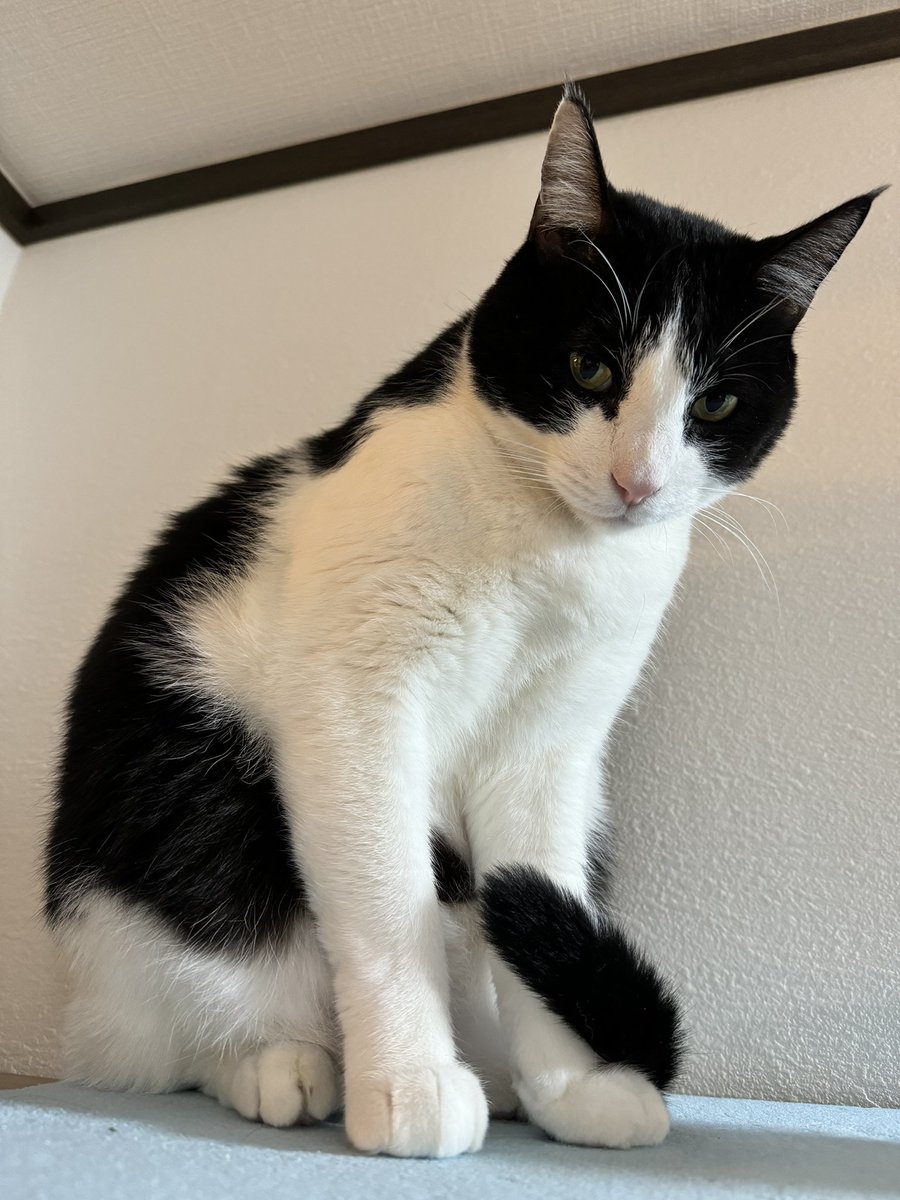 我が家ではこのぶっとい前肢をパルテノン神殿🏛️と呼んでいます。

#猫のいる暮らし
#ハチワレ