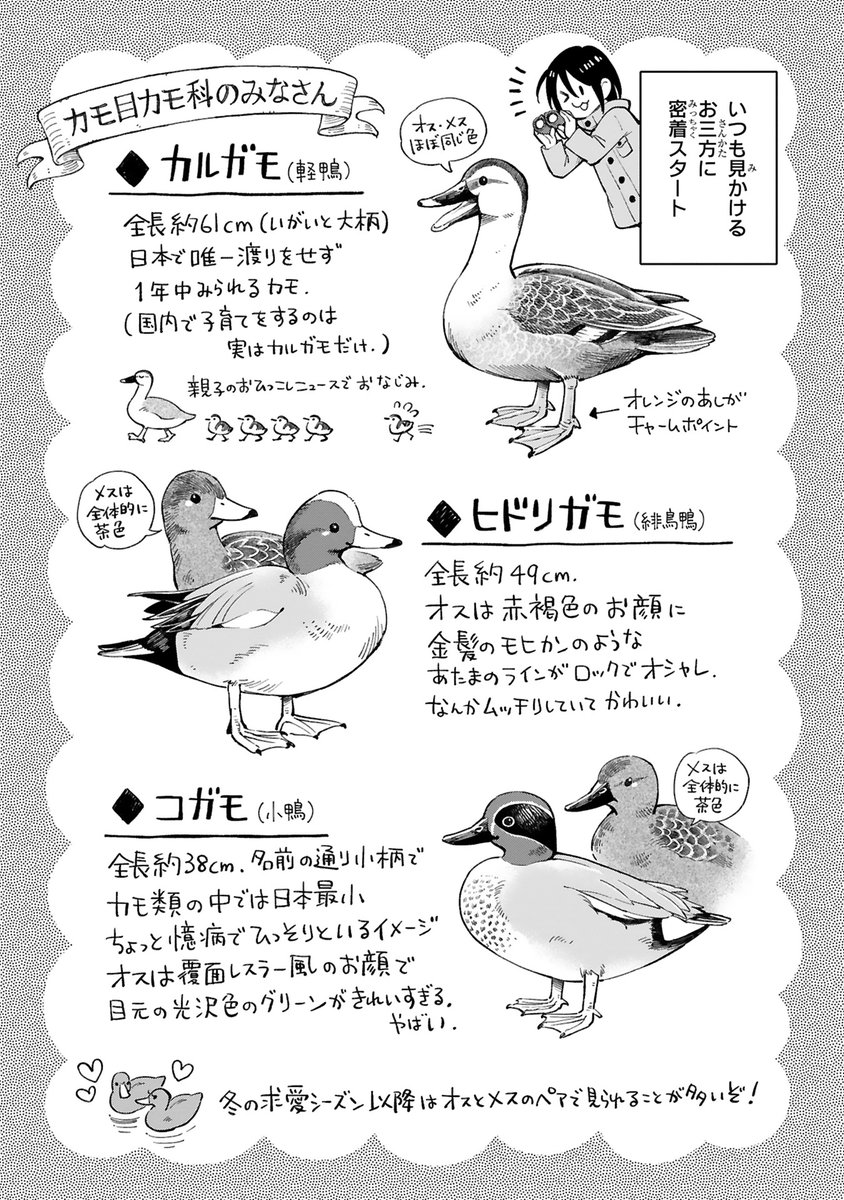 【1/11 更新】
✨ゆるりと気軽な野鳥観察エッセイ!✨
『まいにち鳥びより』
第3羽 カモのおはなし
https://t.co/1nCTEDHOPc
秋冬…それはカモがアツいシーズン❕🍂⛄
みんな同じに見えるけど実は個性豊かなカモたち🦆
川辺で耳を澄ますと、その違いが分かるカモ?😊
#COMICポラリス