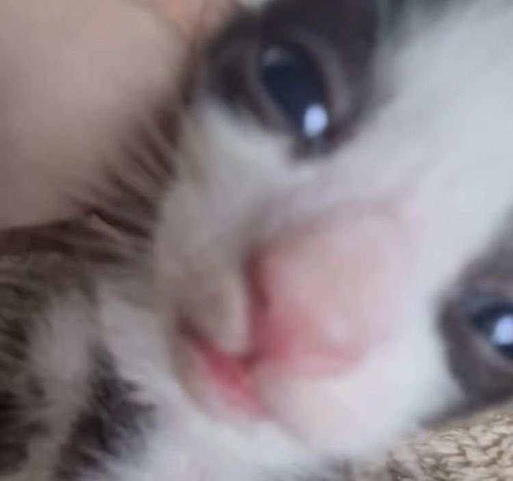 Hum_Blippo's tweet image. wuuaow. … dat wuz a looooooon g nahp