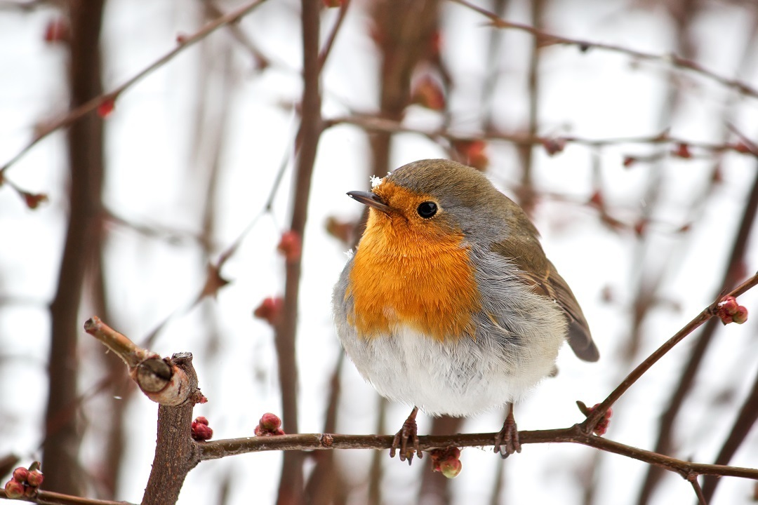 英国のロビン🐦／ 突然ですが、英国の野鳥といえばどんな鳥を