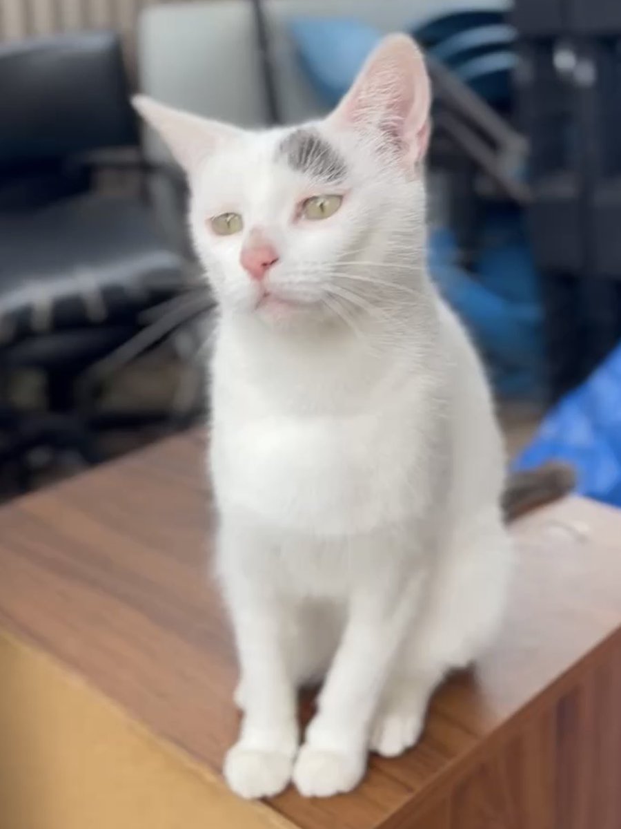 half_straycat's tweet photo. Thinking about my own cat life 🍽️🍗🤔

#expressionless #Thoughts #Worries #cat #catlife #halfstraycat #whitecat #lovelycat #pawpads #catoftheday https://t.co/t35kwKBSpJ