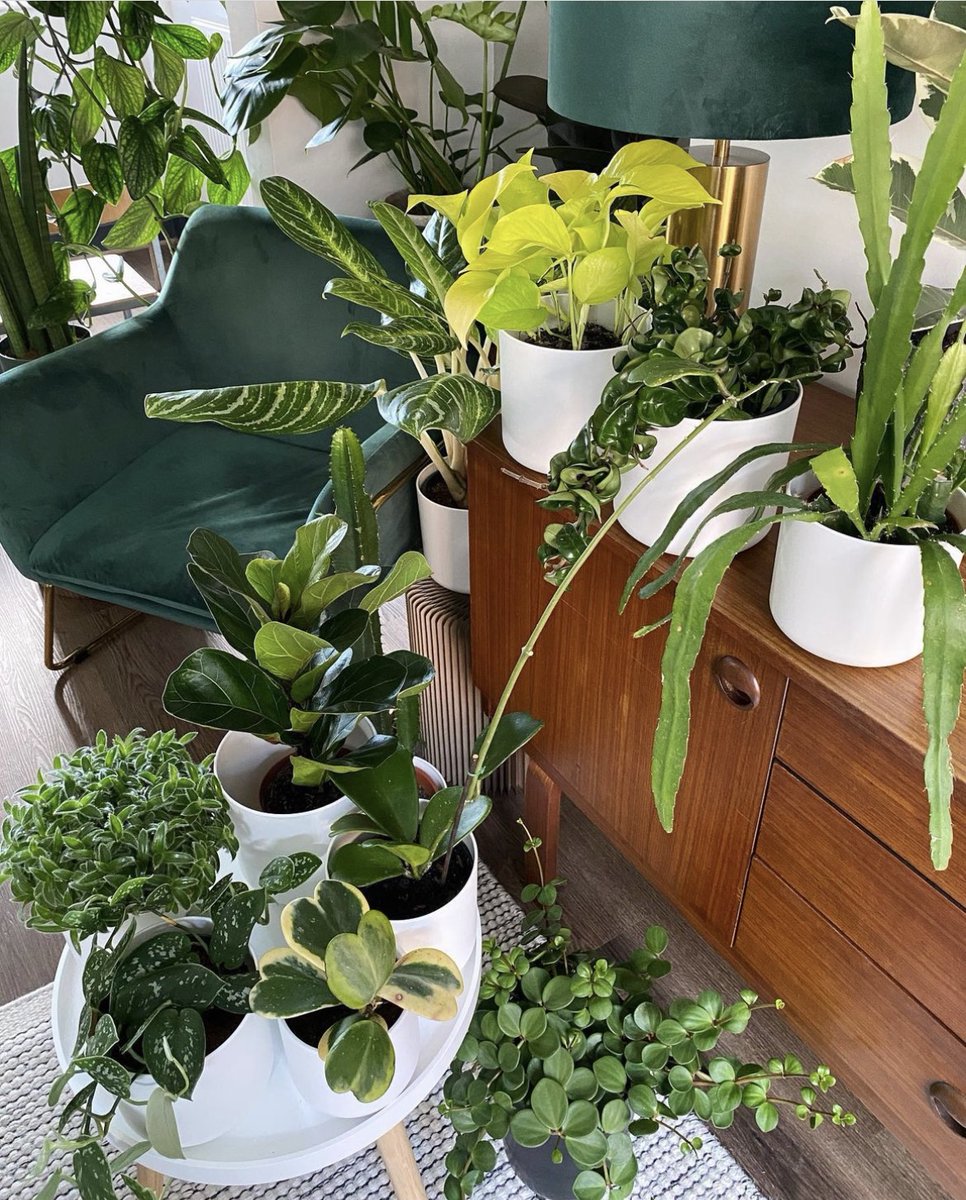 PottedPlants.org tweet media