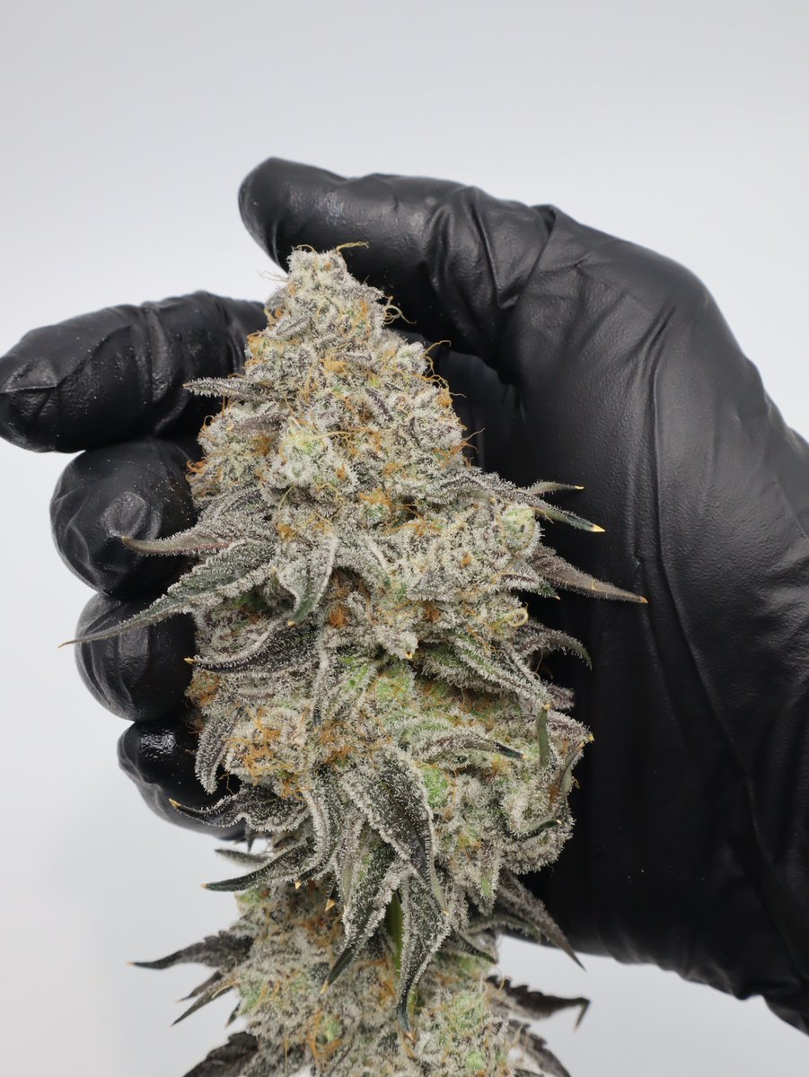 MotherLabs's tweet image. Just checked the turnout for our Mother Labs poll. To the solitary soul who voted: you're not just a statistic, you're the entire data set. #ExclusiveClub 😂

We'll keep working at this, but in the meantime, check a few recent selections from a breeding project we did last year.