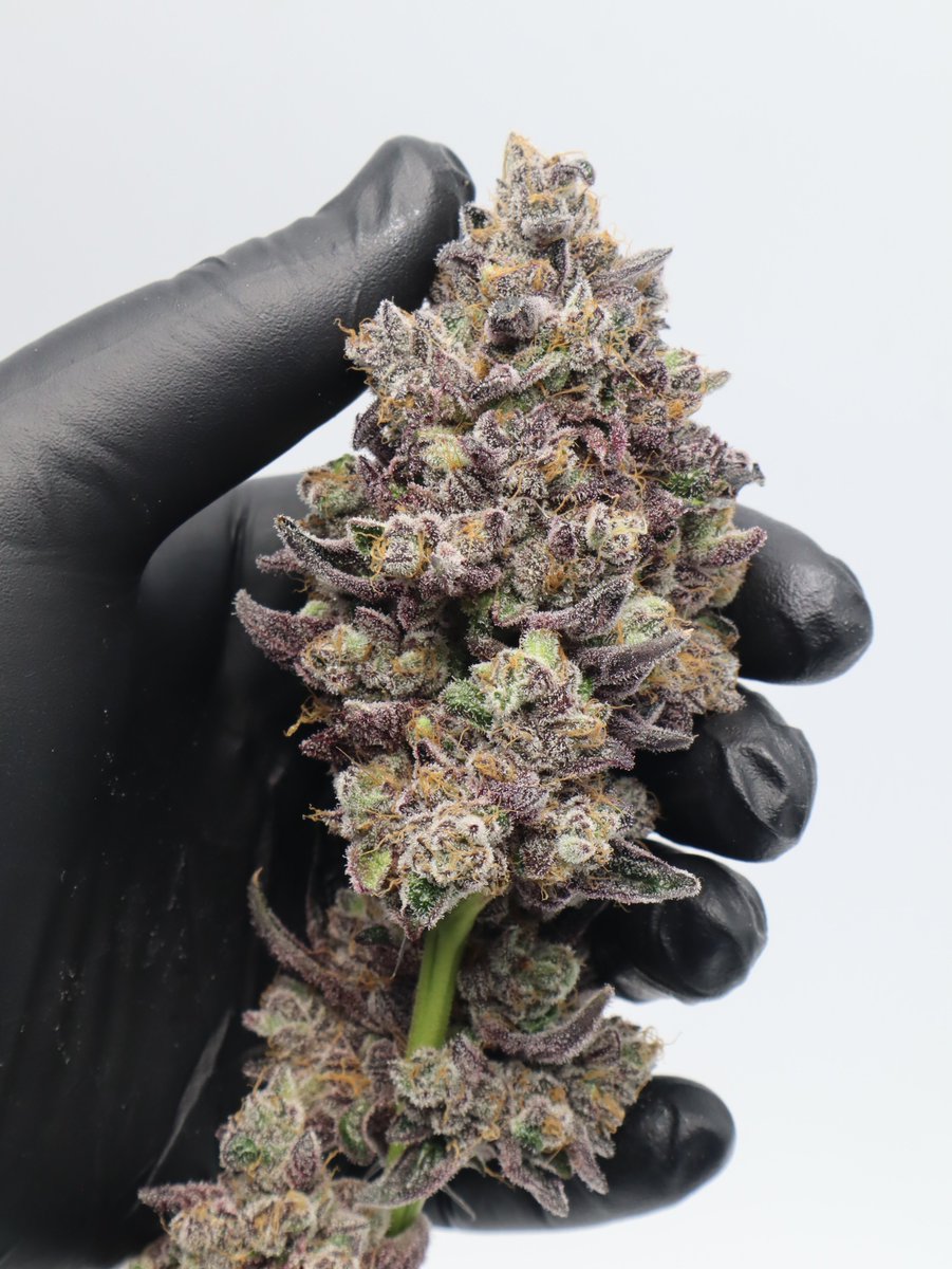 MotherLabs's tweet image. Just checked the turnout for our Mother Labs poll. To the solitary soul who voted: you're not just a statistic, you're the entire data set. #ExclusiveClub 😂

We'll keep working at this, but in the meantime, check a few recent selections from a breeding project we did last year.