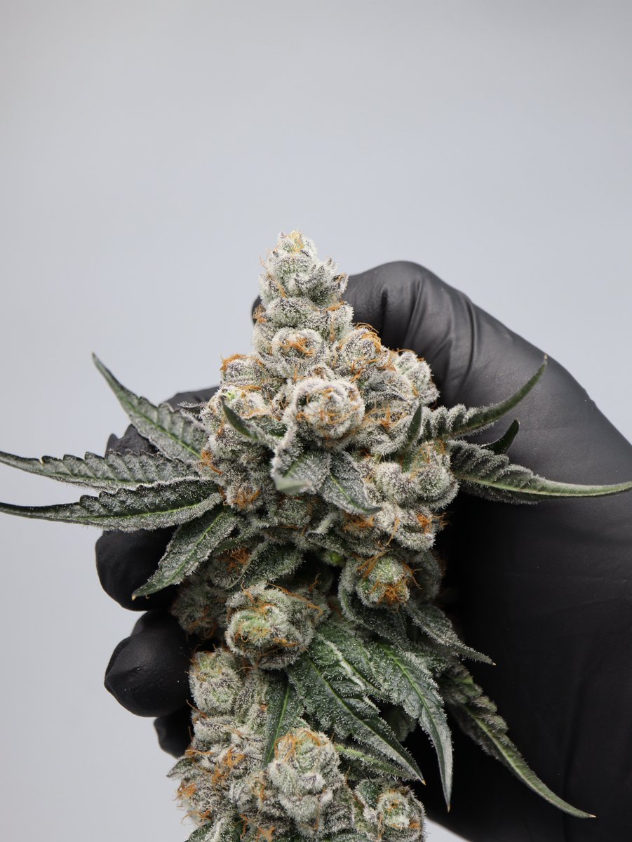 MotherLabs's tweet image. Just checked the turnout for our Mother Labs poll. To the solitary soul who voted: you're not just a statistic, you're the entire data set. #ExclusiveClub 😂

We'll keep working at this, but in the meantime, check a few recent selections from a breeding project we did last year.