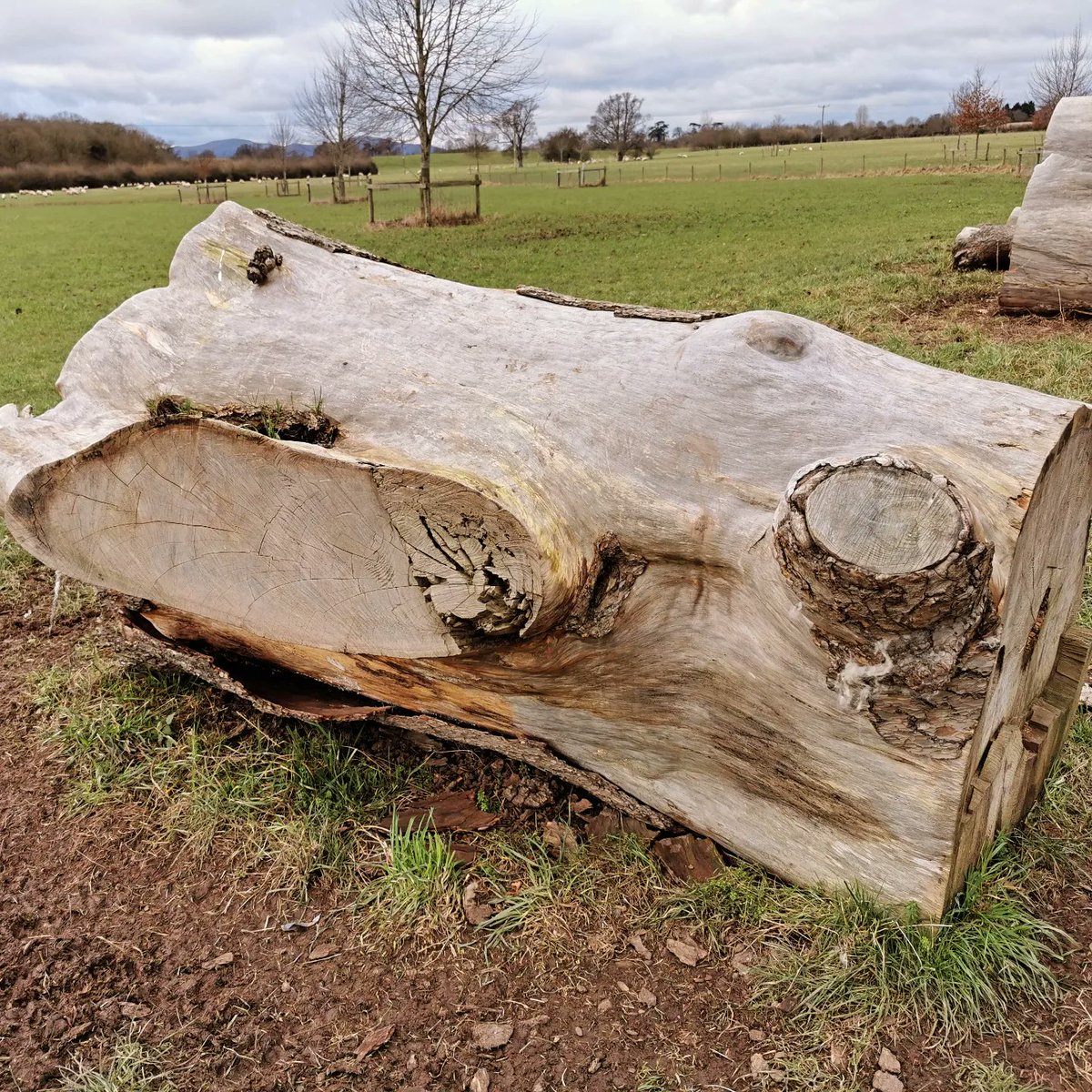fayeclaridge's tweet photo. Finding secret habitats and employing traditional foot measuring techniques for #fourseasons commission background work @ntcroome. A fantastic winter visit. 🐞 #cedarwood #cedar #fallentree #sculpture  @NTmidlands @nationaltrust https://t.co/dqGOlKZ5E6