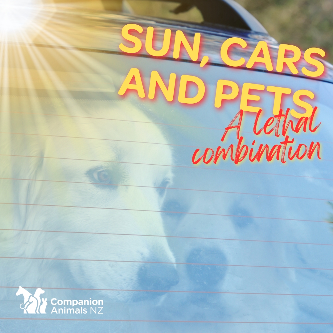 _CANZ_'s tweet image. Despite all of the warnings issued each year – sadly there are still  people who leave their pets inside cars or on the back of a ute during  warm days.   

Read more at: companionanimals.nz/articles/sun-c…

#nzpets #nzdogs