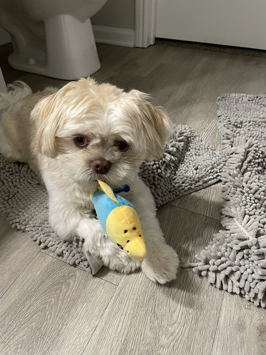 AllisonSarah7's tweet photo. @stephenfishbach This is Luca. His toy at first was “Fishy,” then “Fishbach,” and now just “Stephen.” Luca loves Stephen, and he hopes you love Luca. https://t.co/y5TrKenxPd