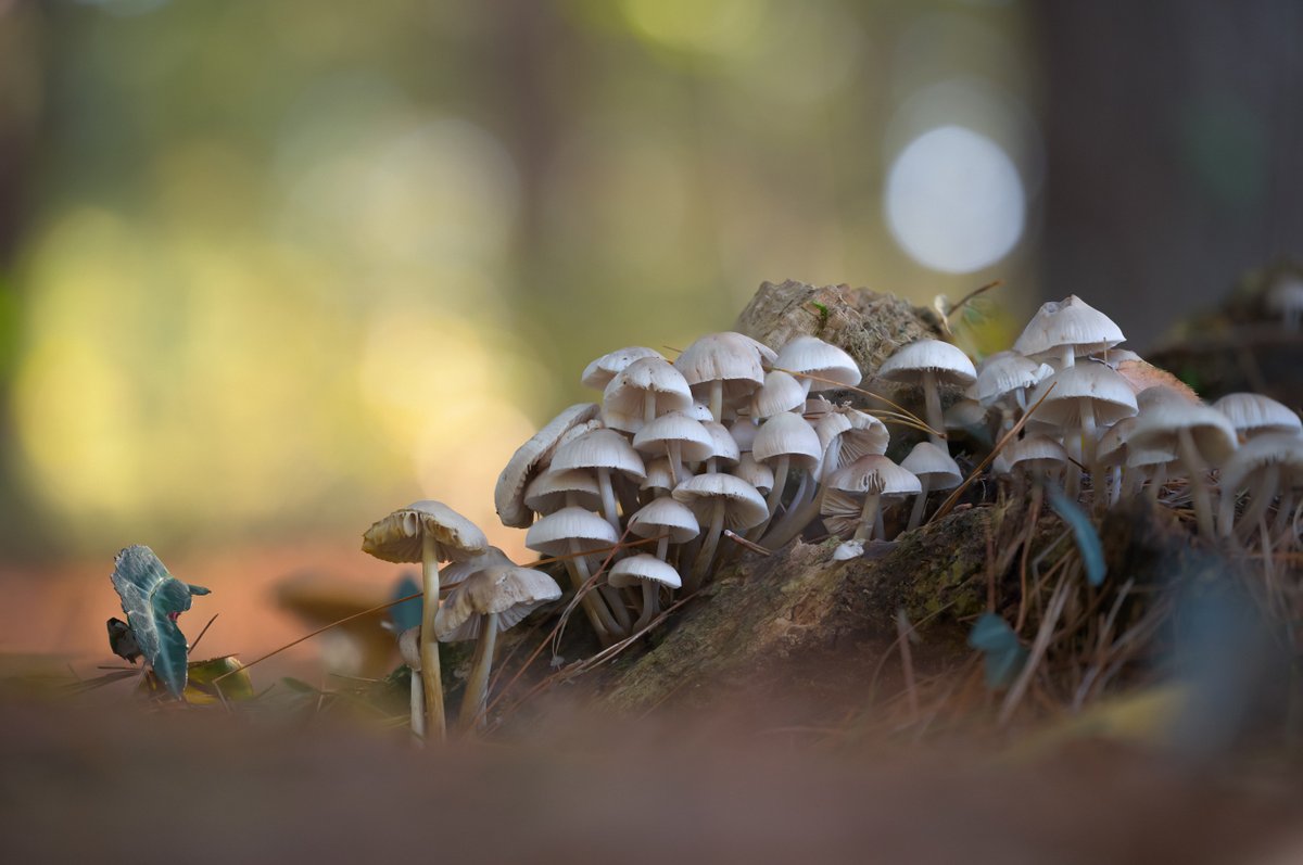 LightNatures's tweet photo. #nature #naturephotography #mushroom #mushroomphotography #toadstool #fungi #fungilove #fungiphotography #photography #nikonz https://t.co/OMcBpQCYhd