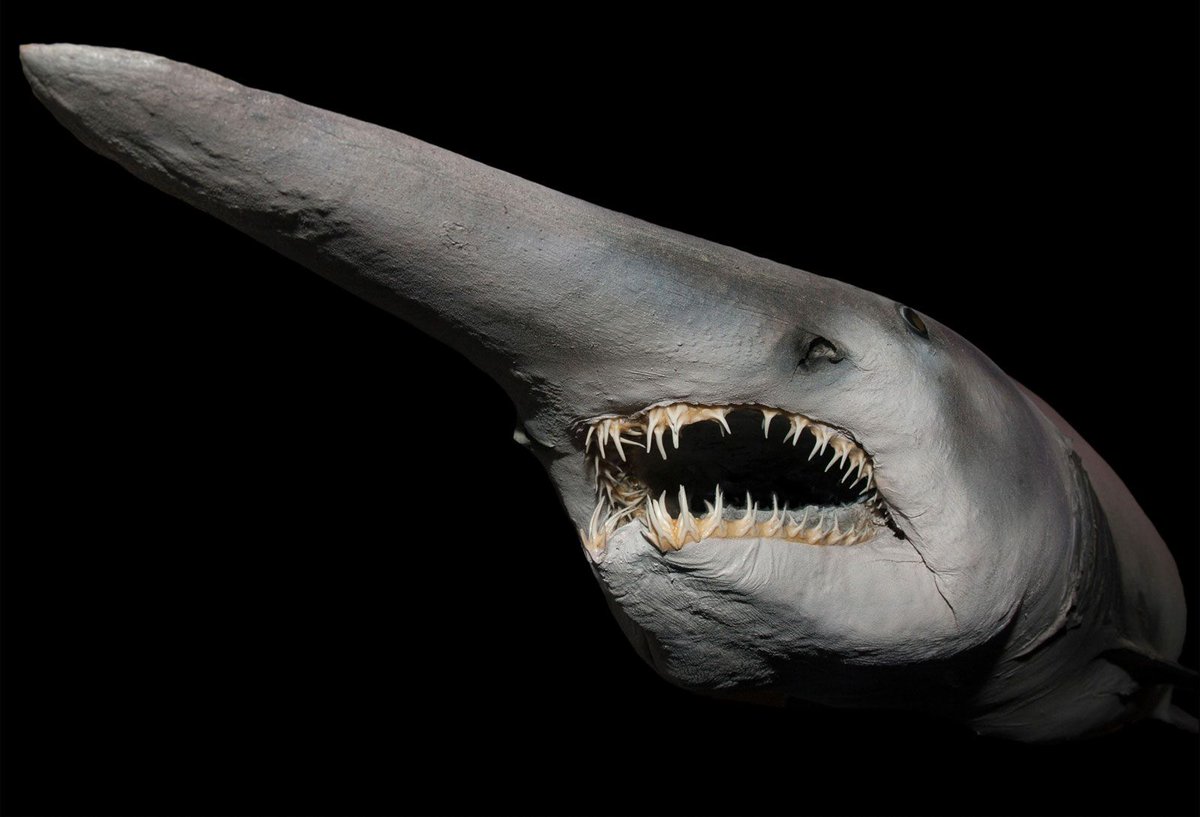 SharkiesOTD's tweet photo. ♡ Goblin shark

~This shark is often known as the Alien Shark, due to its strange appearance. https://t.co/s68lC2AM47