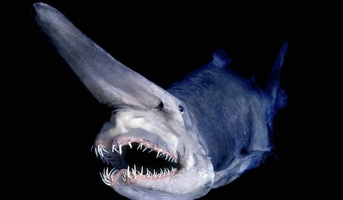 SharkiesOTD's tweet photo. ♡ Goblin shark

~This shark is often known as the Alien Shark, due to its strange appearance. https://t.co/s68lC2AM47