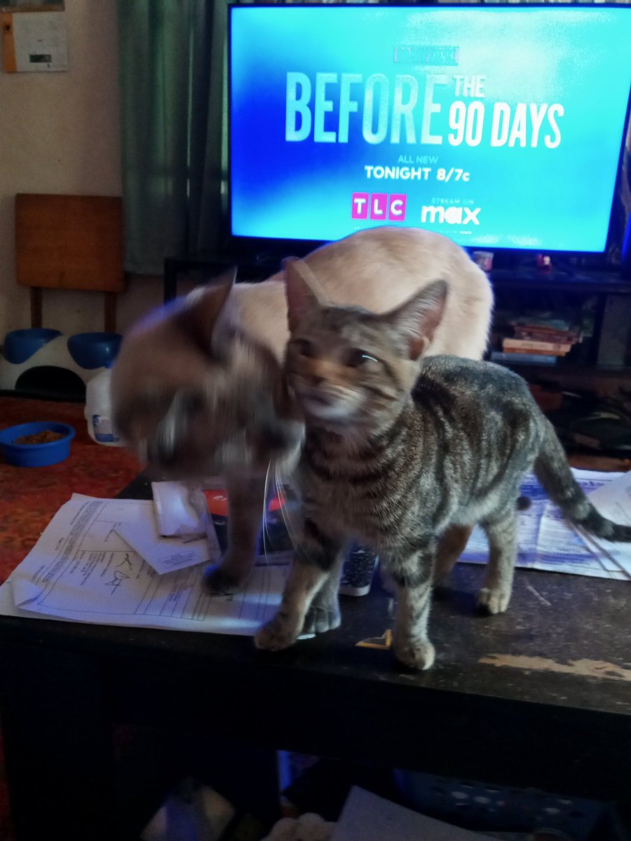 LovingHippy's tweet photo. @NatbyNature Aww 🥰 even natty cat.agrees https://t.co/bCrCYIK6ac