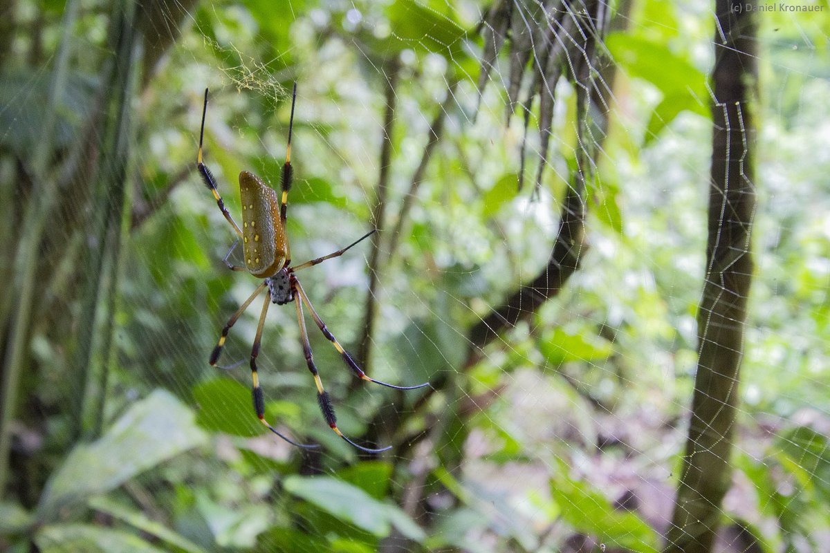 Daniel Kronauer (@danielkronauer) on Twitter photo Golden silk orb-weaver (Trichonephila clavipes). If (or better, when) you walk head first into a spider web across a trail at La Selva 🇨🇷, chances are it’s one of these guys. This species is well studied, and even had its genome sequenced by <a href="/bvoight28/">Benjamin Voight</a>: nature.com/articles/ng.38… Golden silk orb-weaver (Trichonephila clavipes). If (or better, when) you walk head first into a spider web across a trail at La Selva 🇨🇷, chances are it’s one of these guys. This species is well studied, and even had its genome sequenced by <a href="/bvoight28/">Benjamin Voight</a>: nature.com/articles/ng.38…