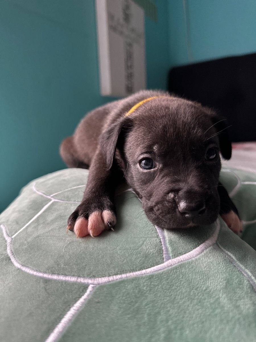 BChosee's tweet photo. Pitsky puppies for sale!!! Dm me!!! https://t.co/vk1VeRX3di