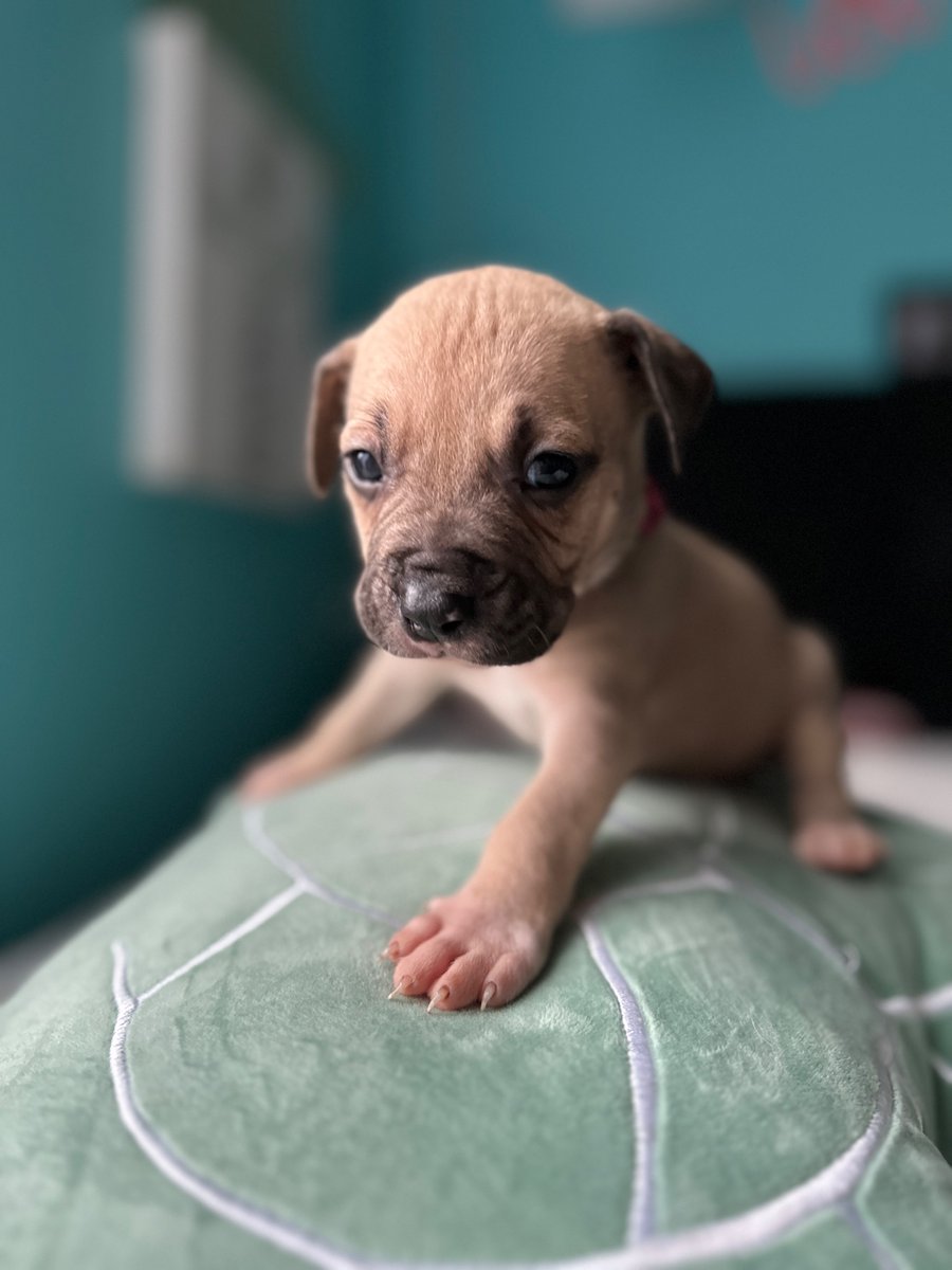 BChosee's tweet photo. Pitsky puppies for sale!!! Dm me!!! https://t.co/vk1VeRX3di