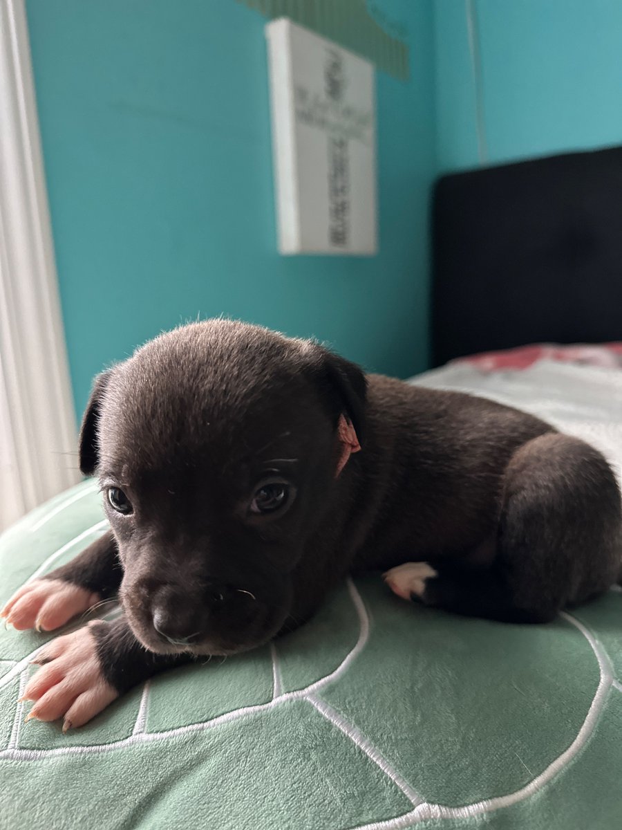 BChosee's tweet photo. Pitsky puppies for sale!!! Dm me!!! https://t.co/vk1VeRX3di
