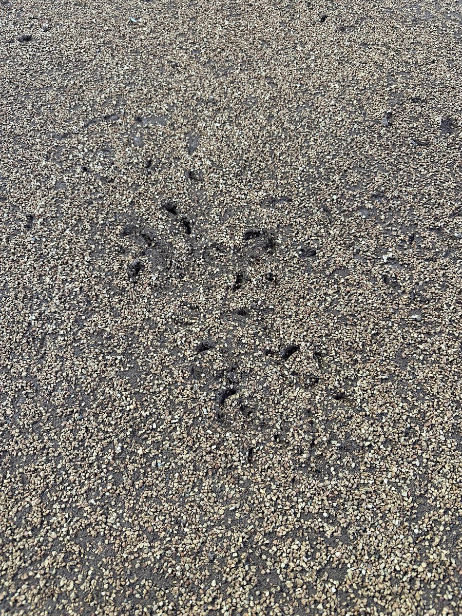 BJ Thomas tweet media